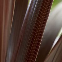 cordyline obteca Superstar