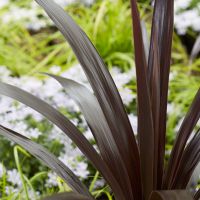 cordyline obteca Superstar