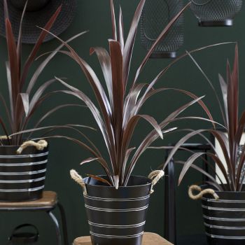 cordyline obteca Superstar