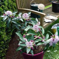 Daphne Perfume Princess