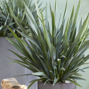 dianella revoluta Blue Stream