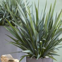 Dianella Blue Stream