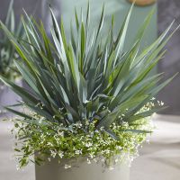 dianella revoluta Blue Stream