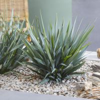 dianella revoluta Blue Stream
