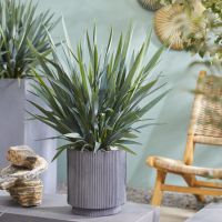 dianella revoluta Blue Stream