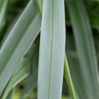 dianella revoluta seleziona...Silver Fox