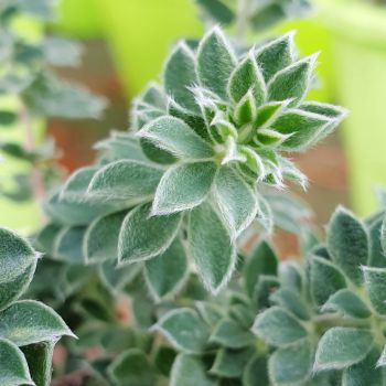 dorycnium hirsutum Little Boy Blue