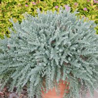 dorycnium hirsutum Little Boy Blue