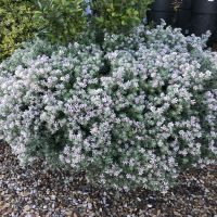 dorycnium hirsutum Little Boy Blue