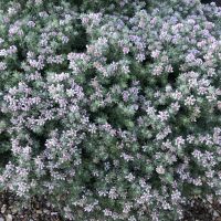 dorycnium hirsutum Little Boy Blue