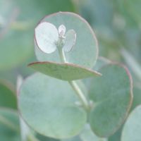Eucalyptus Azura