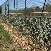 eucalyptus gunnii Azura