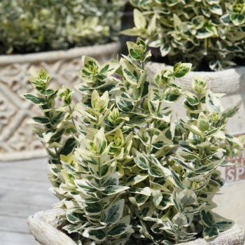 euonymus fortunei Dan's Delight