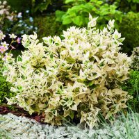 euonymus fortunei Dan's Delight