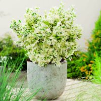 euonymus fortunei Dan's Delight