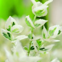 euonymus fortunei Dan's Delight