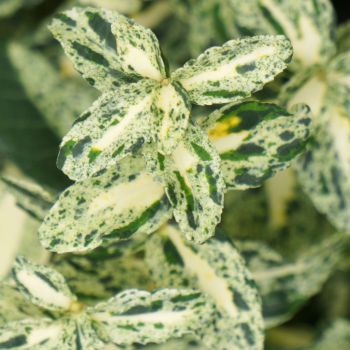 euonymus fortunei Golden Harlequin