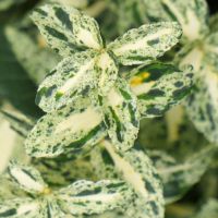 Euonymus Golden Harlequin