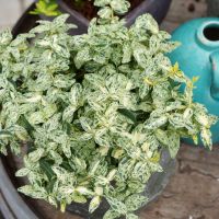 euonymus fortunei Golden Harlequin