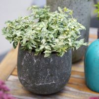 euonymus fortunei Golden Harlequin