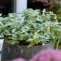 euonymus fortunei Golden Harlequin