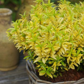 euonymus japonicus Happiness