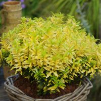 euonymus japonicus Happiness