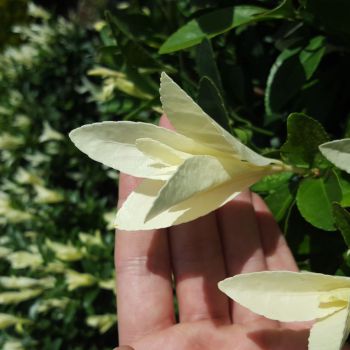 euonymus japonicus Himalaya