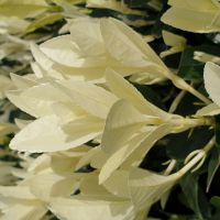 euonymus japonicus Himalaya