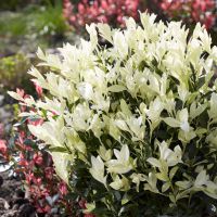 euonymus japonicus Himalaya