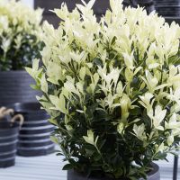 euonymus japonicus Himalaya