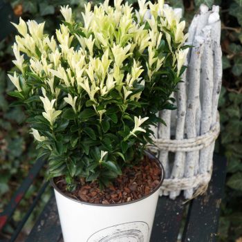 euonymus japonicus Paloma Blanca