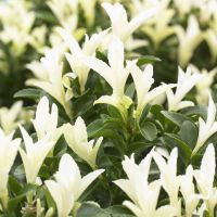 Euonymus Paloma Blanca