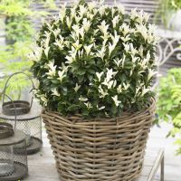 euonymus japonicus Paloma Blanca