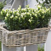 euonymus japonicus Paloma Blanca