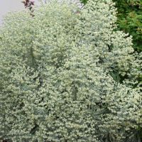 Euphorbia Silver Swan