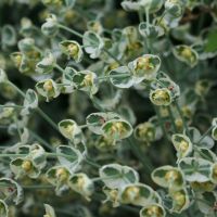 Euphorbia Silver Swan