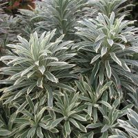 euphorbia characias Silver Swan