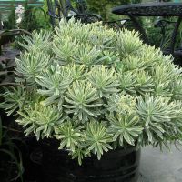 euphorbia characias Silver Swan