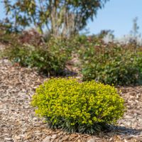 Euphorbia Ascot Petite