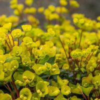 Euphorbia Ascot Petite