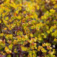 Euphorbia Miners Merlot