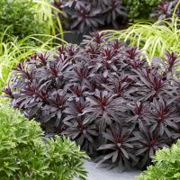 Euphorbia Miners Merlot