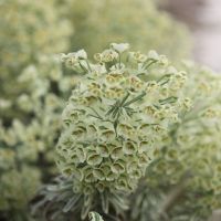 Euphorbia Tasmanian Tiger