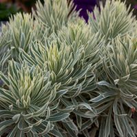 Euphorbia Tasmanian Tiger
