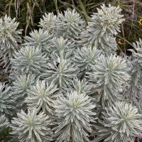 euphorbia characias sparklersTasmanian Tiger