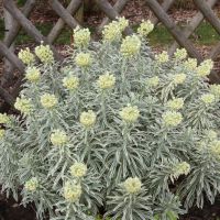 euphorbia characias sparklersTasmanian Tiger