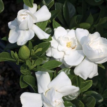 gardenia augusta Crown Jewel