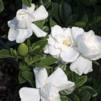 Gardenia Crown Jewel
