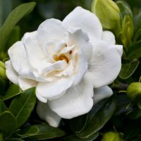 Gardenia Crown Jewel